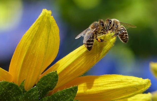 Ако загубим пчелите губим плодове зеленчуци дори зърнени храни И