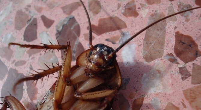 Хлебарки с гигантски размери нападнаха Москва и другите големи градове