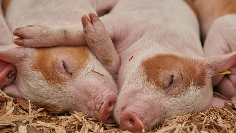 Първично огнище на болестта африканска чума по свинете е констатирано