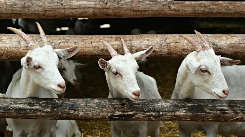 ДФ Земеделие преведе близо 21 млн лева 20 764 862 лв на