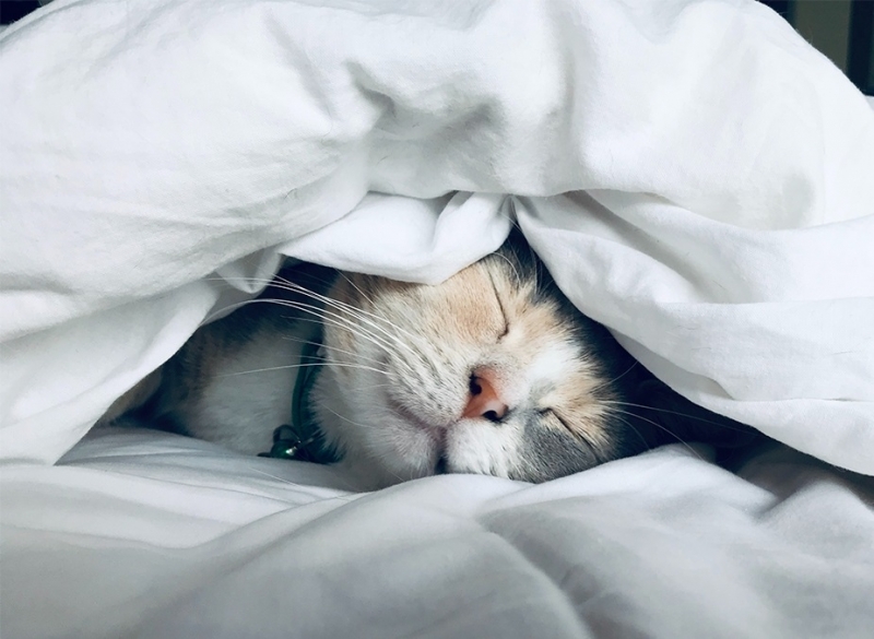 Средното количество сън което хората си набавят в световен мащаб