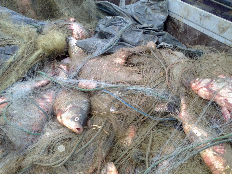 Ченгета удариха бракониери на риба в Монтана