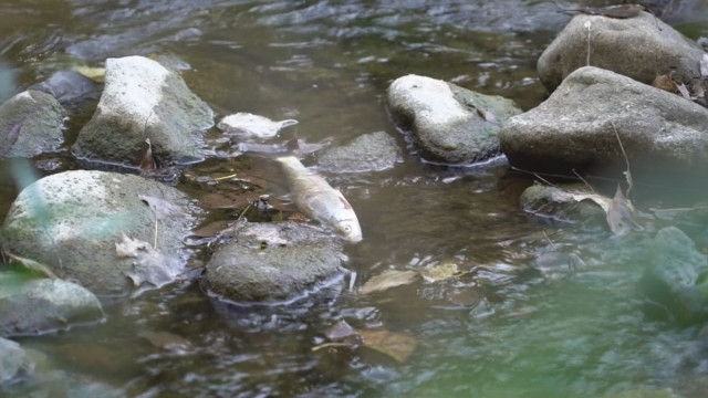 Мъртва риба вдигна накрак служителите в Регионалната инспекция по околната