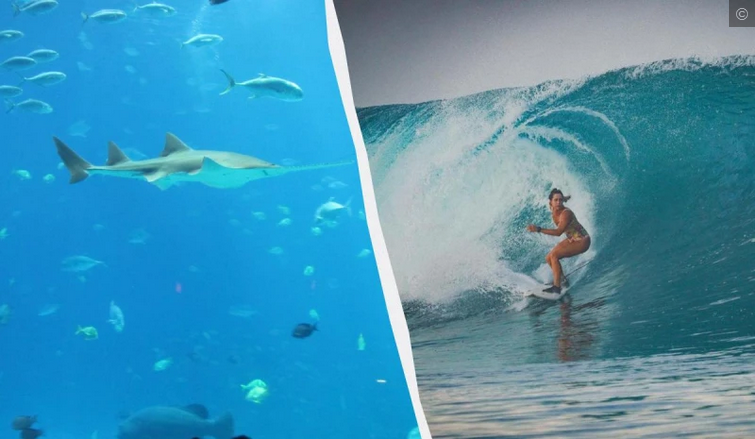 36 годишна жена загина докато кара сърф край индонезийските острови Ментавай