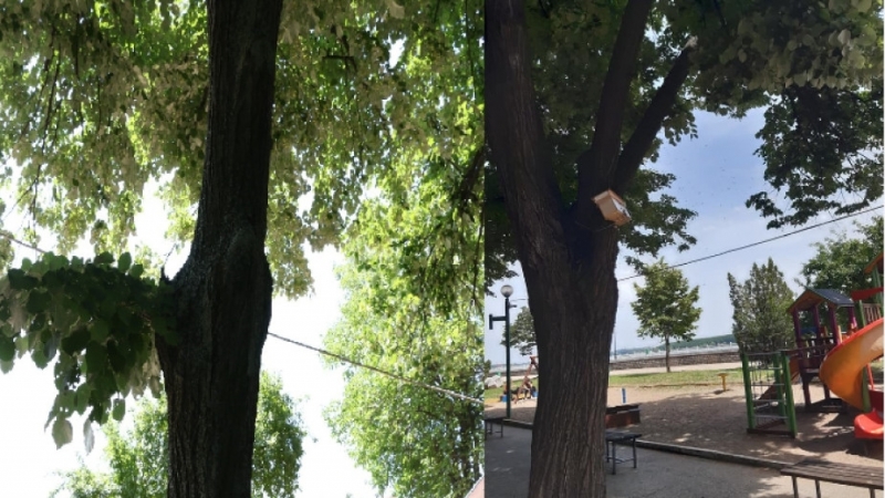 Хранилка за птици приютила пчелен рояк е премахната от строителната