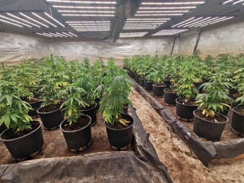 Разкриха две наркооранжерии с близо 484 растения коноп във Варненско съобщиха от