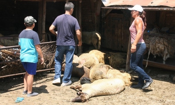Компенсациите за собствениците на животните в засегнатите от чума райони