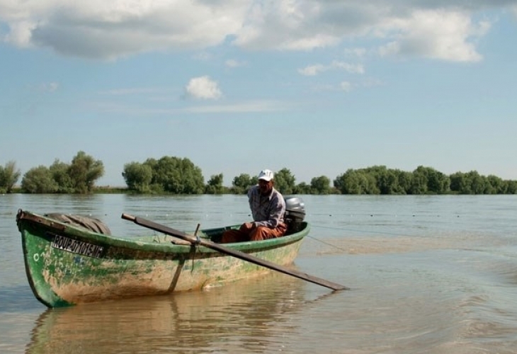 Европейската змиорка Anguilla anguilla L 1578 е най скъпата сладководна риба в Европа