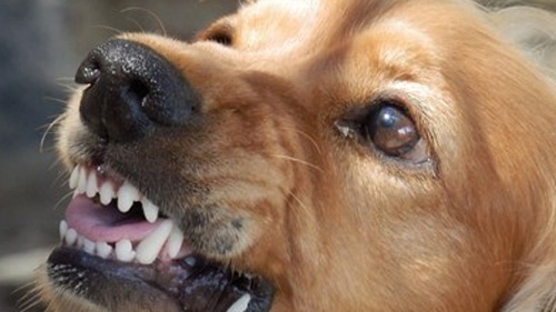 До 1 000 лева глоба за стопани на агресивни кучета