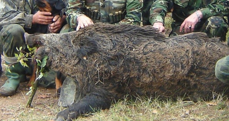 В област Добрич започва масов отстрел на дивите прасета с