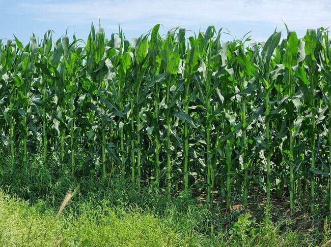 Добивите от царевица в област Монтана са по-високи от миналогодишните,