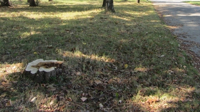 Опасните дървета в община Берковица ще бъдат премахнати до началото