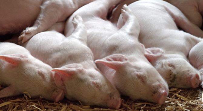 Китай, най-големият производител на свинско месо в света, се бори