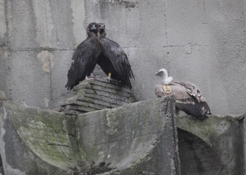 Десет черни лешояда от Испания пристигнаха в адаптационната волиера на