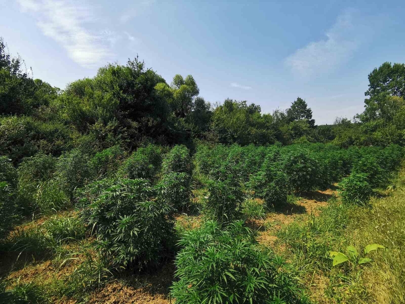 Случаят е от вчера край берковското село Балювица След сигнал