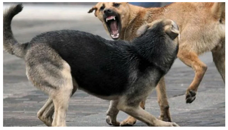 Окръжен съд Монтана потвърди решение на РС – Лом