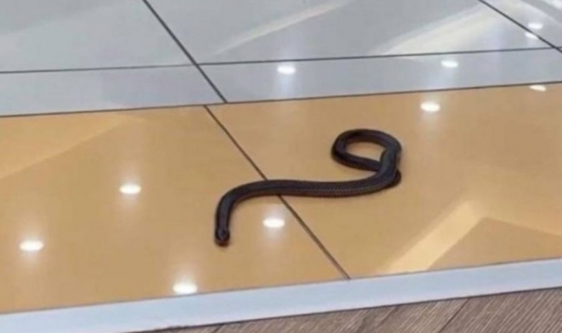 Отровна змия избяга от терариум във варненски мол, съобщи Varna24.bg.