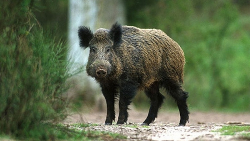 Осем екипа от служители на горските стопанства обхождат островите и