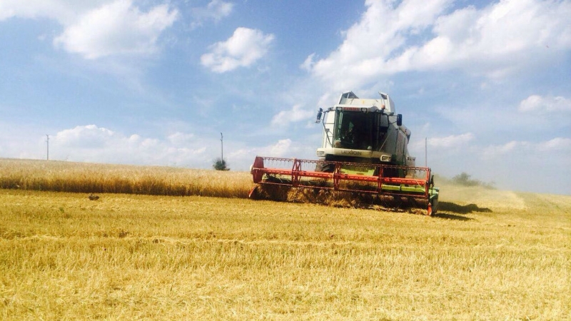 В Мездра е приключила жътвата съобщават от общинска служба по