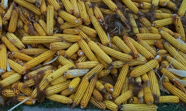 Крадец е задигнал 200 кг царевица от земеделски блок в