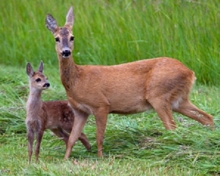 Полицията в Монтана започна разследване срещу 41 годишен мъж от село