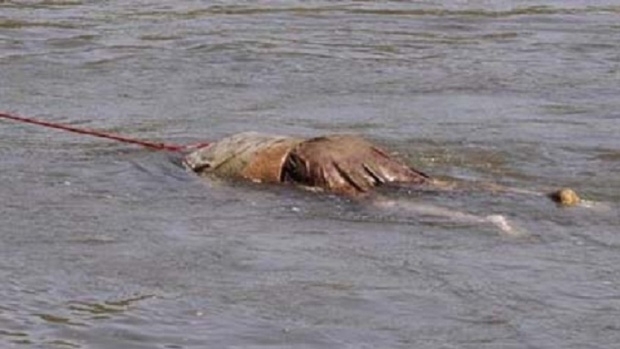 На зловеща находка са се натъкнали гранични полицаи край Видин