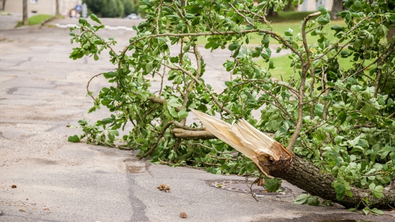Железопътният трафик в части от Северна Германия бе прекъснат заради