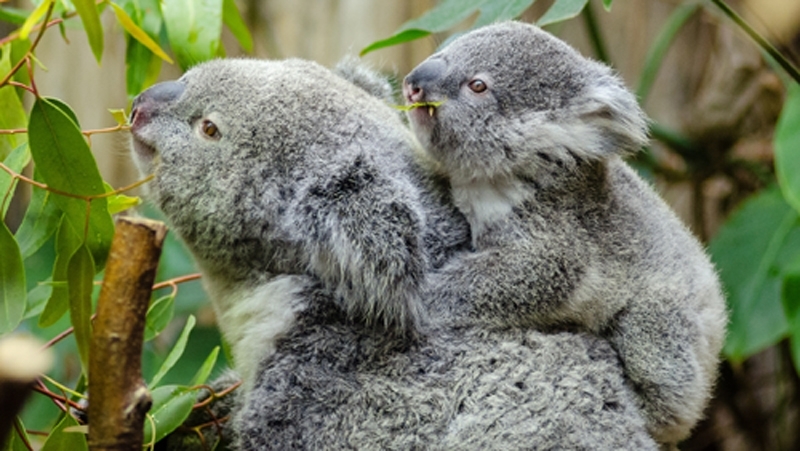 Учени тренираха дронове снабдени с инфрачервени сензори да разпознават топлинни