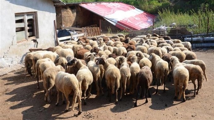 Заради влошената епизоотична обстановка в Румъния и Гърция по отношение