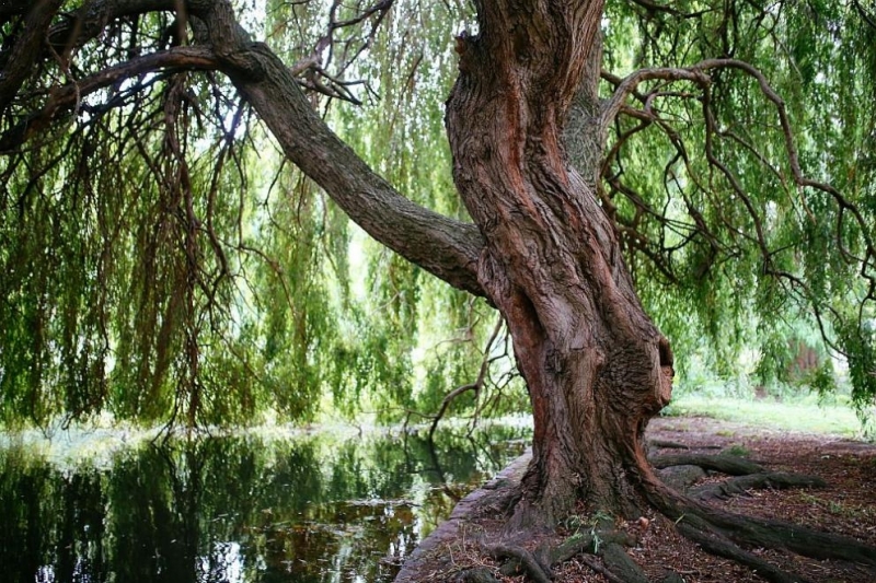 Учени от изследователския център Ротамстед и университета на Кент в