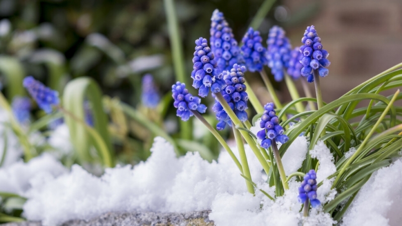 Минималните температури днес ще са между 3° и 8° в