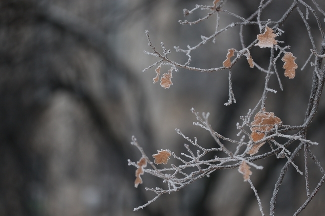 Сутринта главно около Дунав видимостта временно ще е намалена Ще