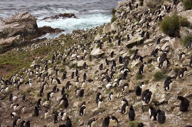 Остров във Фолклендския архипелаг близо до бреговете на Аржентина населен от 5 вида пингвини 42