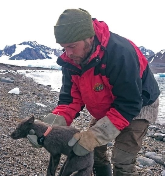 Полярна лисица е изминала над 3500 км по суша и