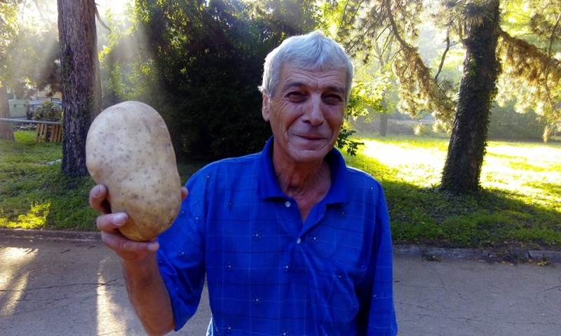 Гигантски картоф отгледа Пламен Лулчев от село Овощник Казанлъшко Картофът пораснал