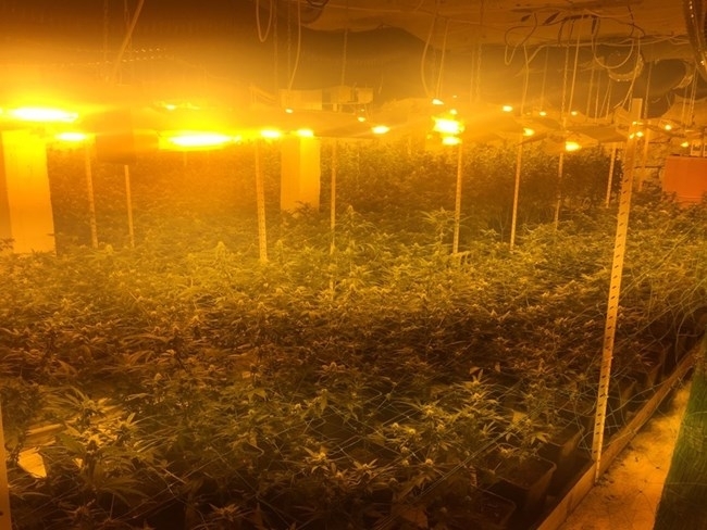 Модерна наркоплантация разбили полицаи от областната полиция в София информира