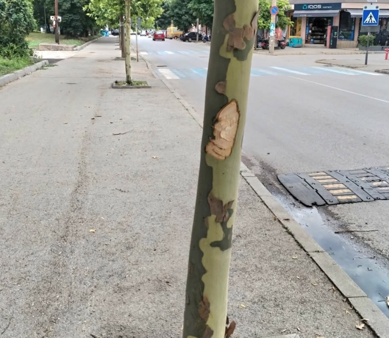 Поредна безсмислена вандалска проява възмути жителите на Бяла Слатина През