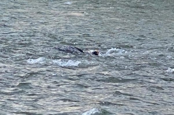 За пореден случай на мъж от Украйна който се опита