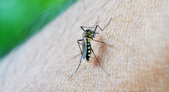 Девет души починаха в Сърбия от западнонилска треска пренасяна от