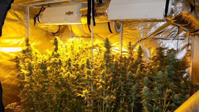 Оранжерия за отглеждане на канабис е разкрита в монтанското село