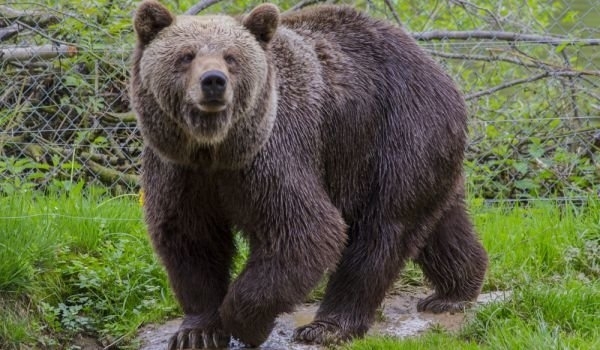 Животновъди от Смолянско пропищяха от набезите на гладни мечки Те