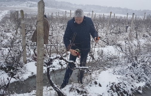 Кметът на Мездра Генади Събков зарязва лозите край село Типченица