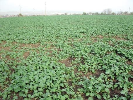 Във Видинска област се наблюдава загиване на посевите с рапица