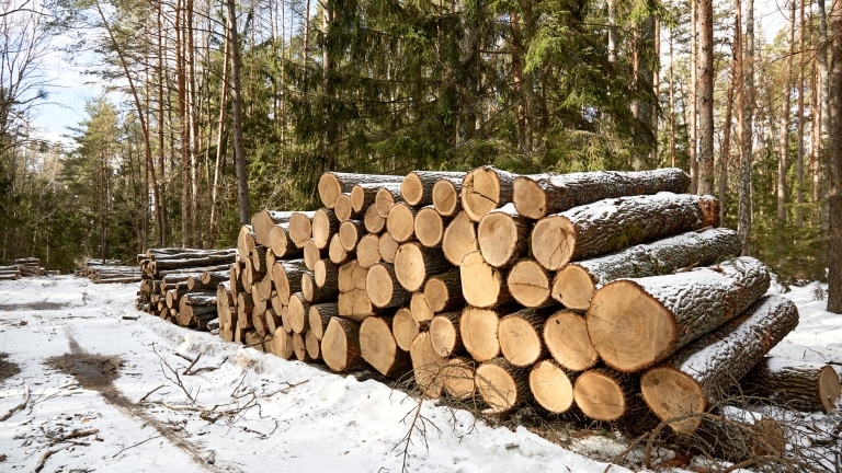 Полицията в Монтана спипа бракониери с незаконни дърва при две