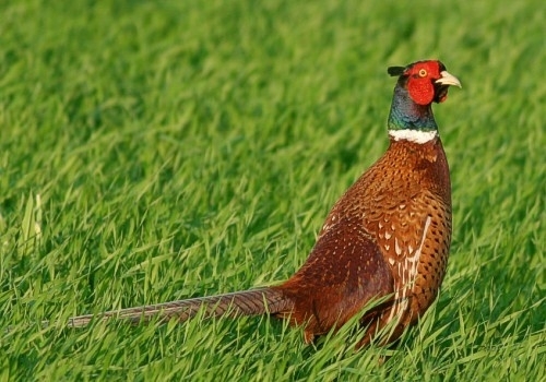 600 фазана пуснаха в равнината Златия ловците от района на