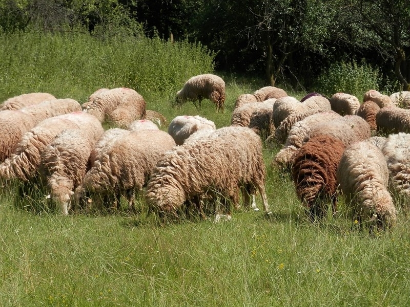 Трупове на овце са били открити край водоем до русенското