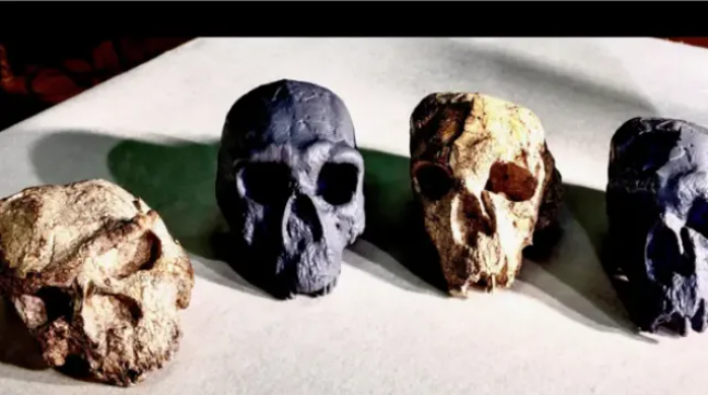 Череп променя разбиранията за човешката еволюция