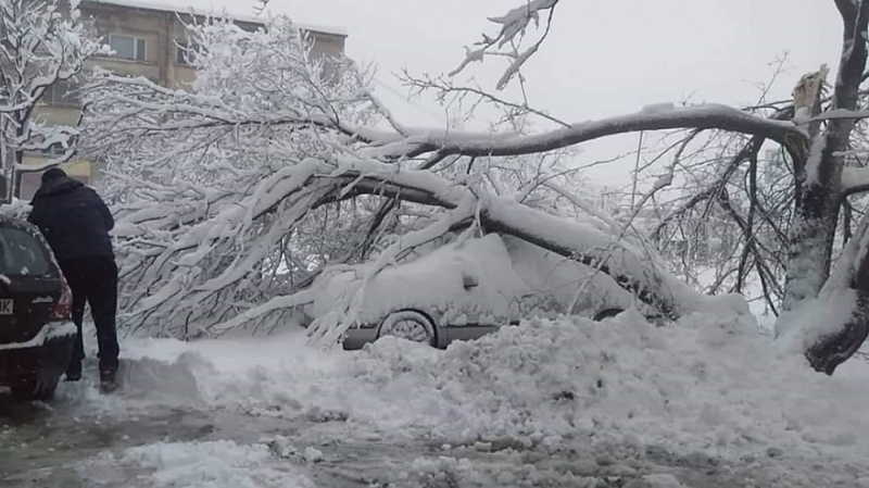 Дърво се е стоварило върху паркирана кола във Враца, научи
