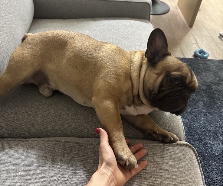 Френски булдог е избягал във Враца научи агенция BulNews
Собствениците молят