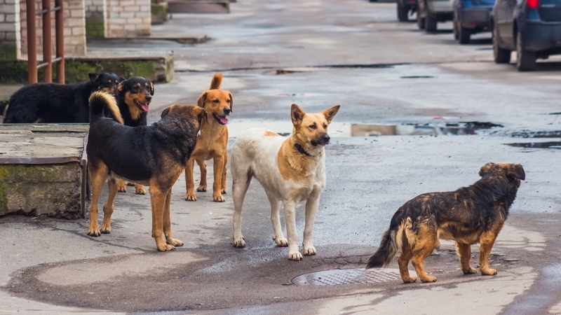Доброволци ще залавят уличните кучета в Лом